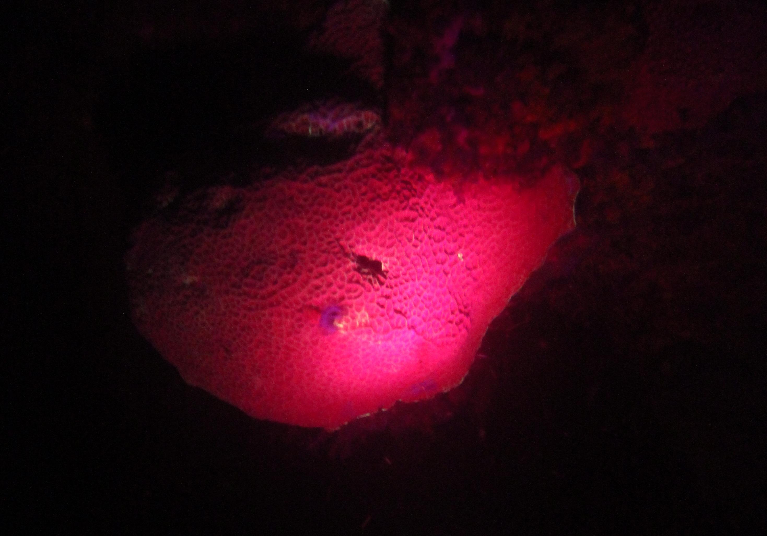 fluorescent-diving-tayrona-santamarta-scuba-aquasport (16)