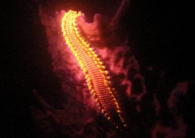 fluorescent-diving-tayrona-santamarta-scuba-aquasport (36)